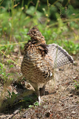 Kragenhuhn / Ruffed grouse / Bonasa umbellus