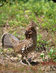 Kragenhuhn / Ruffed grouse / Bonasa umbellus