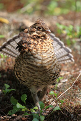 Kragenhuhn / Ruffed grouse / Bonasa umbellus
