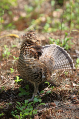 Kragenhuhn / Ruffed grouse / Bonasa umbellus