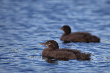 Eistaucher / Common Loon / Gavia immer..