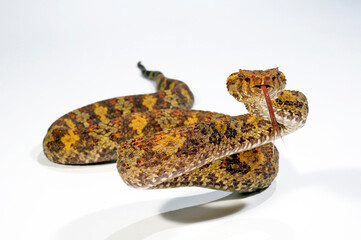 Flat-nosed pitviper // Braune Bambusotter (Craspedocephalus puniceus)