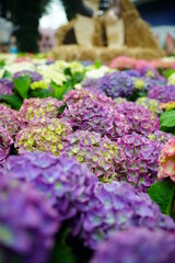 Obraz premium purple flowers