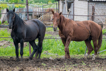 Two young stallions of black and bay breed are walking through pasture in stable. They look at camera.