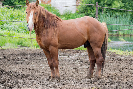 Close-up Of Young And Strong Horse With White Mark On Muzzle. Stands In Pasture Of Stables And Looks Into Camera.