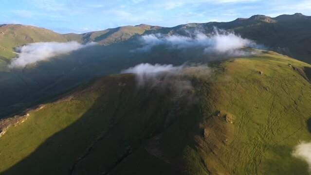 Herd Of Cows On A Misty Slope