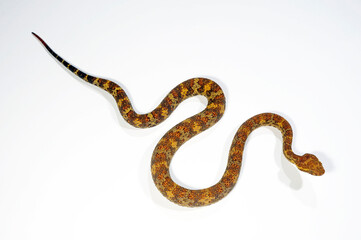 Flat-nosed pitviper // Braune Bambusotter (Craspedocephalus puniceus)