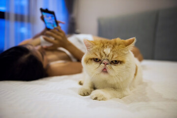 Yellow exotic shorthair cat on bed while sexy owner use smartphone
