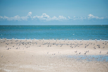 Fototapeta na wymiar sea gull birds on beach seacoast at Laem Phak Bia against blue sky