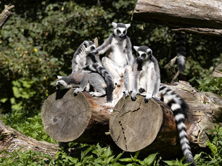 A family of Ring-tailed Lemurs, Lemur catta, sits on a trunk basking in the early morning sun.