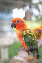 Parrot in the cage blurry background