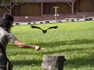 A young uncolored Bald Eagle, Haliaeetus leucocephalus, flies during falconry training.