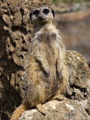 A meerkat, Suricata suricatta, sits atop a termite mound on guard.