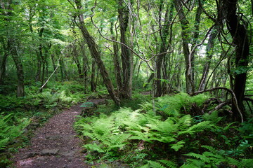 Fototapeta premium refreshing spring forest with fine path
