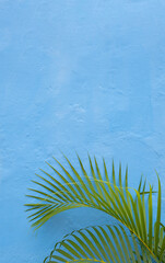 Fototapeta na wymiar Green palm leaves over blue grunge concrete wall.