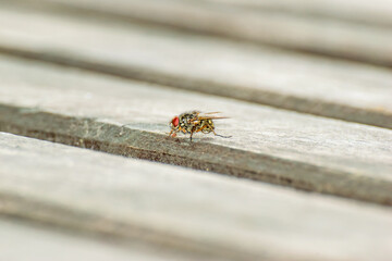 An adult house fly of the species Musca domestica sits on a wooden bench.