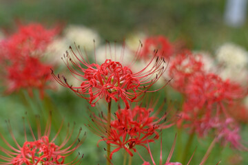秋の曼殊沙華・ヒガンバナ