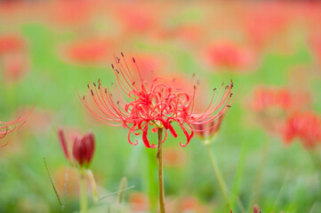 秋の曼殊沙華・ヒガンバナ