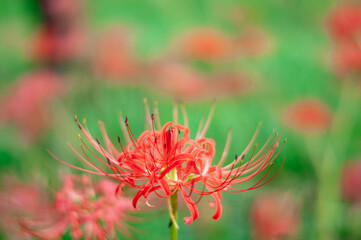 秋の曼殊沙華・ヒガンバナ