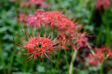 秋の曼殊沙華・ヒガンバナ