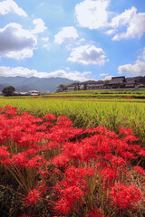 奈良　明日香　橘寺の彼岸花　縦位置
