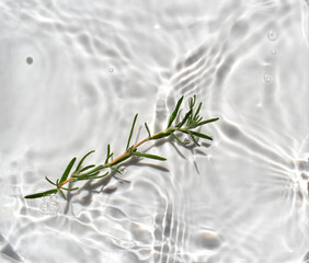 Rosemary leaf in water. Copy space. Transparent water texture.