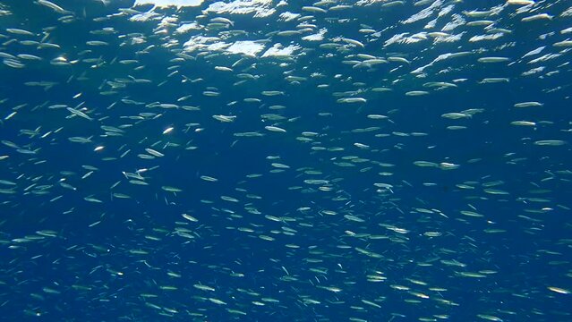 Shoal of Blue sprat, Delicate round herring or blueback sprat (Spratelloides delicatulus). Massive school of small fish swims in the blue water in sunrays (4K-60fps)