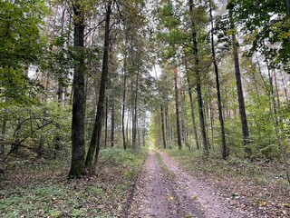 Obraz premium path in the woods