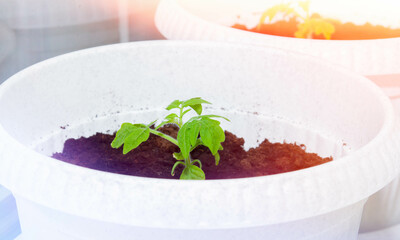Growing genetically pure products. Non-gmo food. natural product.