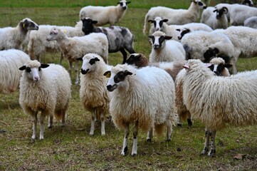 Naklejka premium Sheep grazing on the rural farm