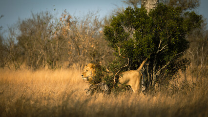 lion scent marking during the golden hour