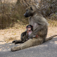 Chacma baboon mother and baby