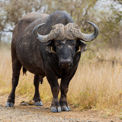 Obraz premium Big bull Buffalo with oxpeckers