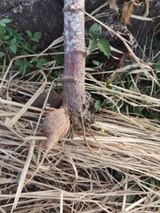 one cassava that is still stuck in its roots, taken and harvested directly from the rice fields