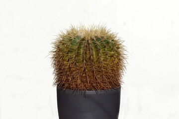 Golden barrel cactus, golden ball or mother-in-law's cushion (Echinocactus grusonii). In grey pot....