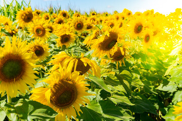 Closeup view of sunflowers. Sunflower field in a beautiful day. Agriculture. Taking sunflower blooming in a vast sunflowers field fluttering in the wind