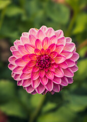 A beautiful pink dahlia
