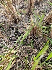 rice fields that have been harvested are brown and dried