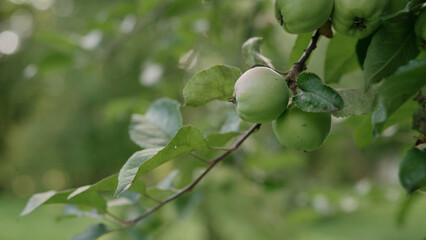 apple on apple tree on a summer day