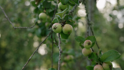 apple on apple tree on a summer day