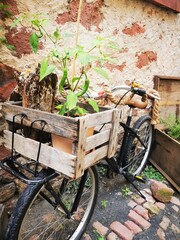 old bicycle in the street