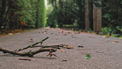 Empty Park Alley Broken Tree Branches and Withered Leaves Moved by Wind on First Days of Autumn