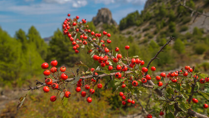 Atalaya del Castillo de Aljofra en Confrides , con bayas rojas de primer plano con desenfoque ,  Costa Blanca , España