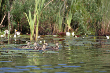 Ringschnabelente oder Halsringente / Ring-necked duck / Aythya collaris.