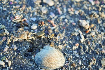 有明海の干潟を歩く小さなカニと二枚貝