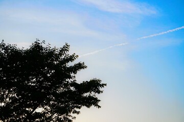 日の暮れかけた青空に通った一本の飛行機雲と木