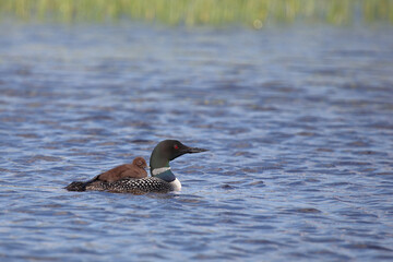 Eistaucher / Common Loon / Gavia immer..