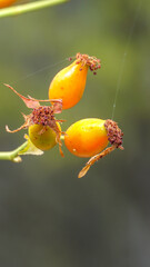Bayas amarillas silvestres no comestibles