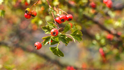 Bayas rojas silvestres venenosas en las montañas de España