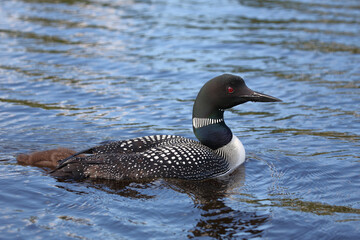 Eistaucher / Common Loon / Gavia immer